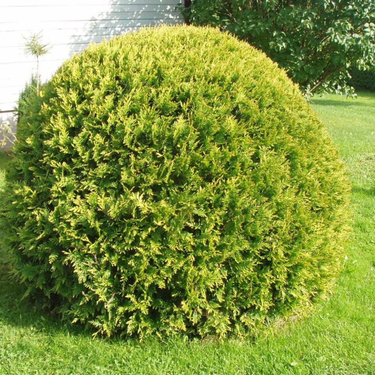 Obrázok Tuja západná (Thuja occidentalis) ´DANICA´ - výška 30-40 cm, ⌀ 40 cm, kont. C10L